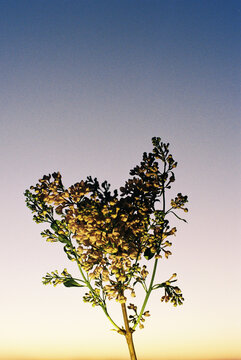 Flower in the sky
