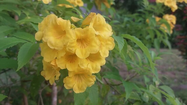 Beautiful blooming yellow flowers with the name tecoma stans or trumpet plant, Bignoniaceae or yellow elder blown by the wind