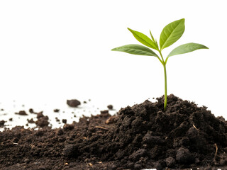 Sprout Emerging From Soil Isolated on White Background