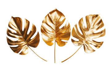 golden monstera leaves on white background.