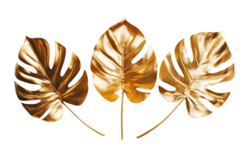 golden monstera leaves on white background.