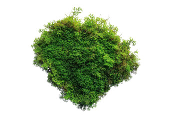 green moss isolated on transparent background