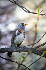 Wild Elegance Bird on a Branch in a Natural Setting