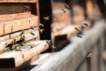 Bienenstock