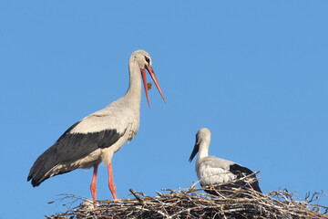 Adult storks deliver food to their chicks.
In search of food, they fly to swamps and fields.
