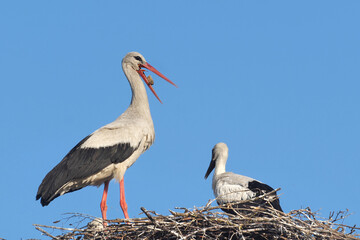 Adult storks deliver food to their chicks.
In search of food, they fly to swamps and fields.
