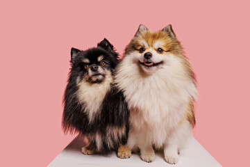 Two pomeranian dogs posing on pink background