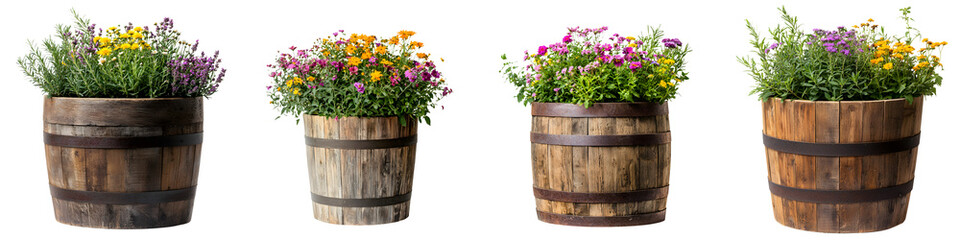 Colorful flowers in wooden barrels