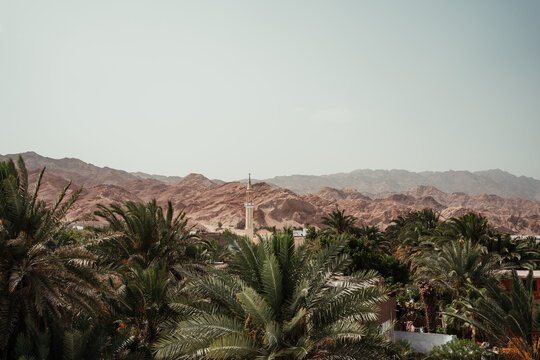 Oasis Town with Mosque and Palm Trees