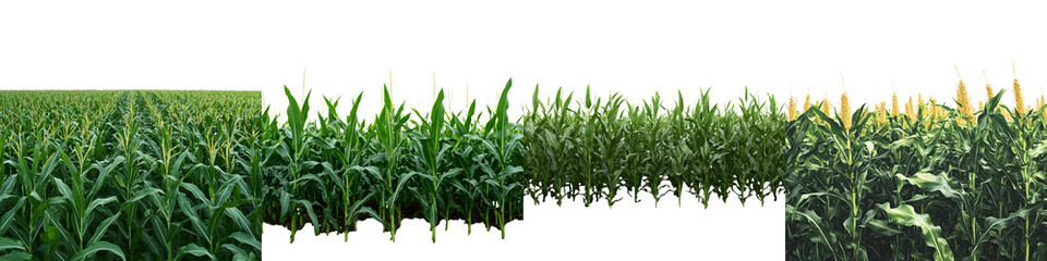 Obraz premium Lush green field of corn crops under a bright, sunny sky. long_title:Panoramic view of a thriving corn field with rows of tall, vibrant green plants