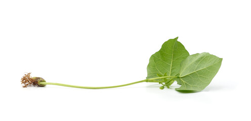 One bean sprout.