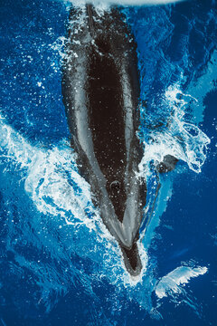 A Bottlenose Dolphin&acirc;s Playful Leap
