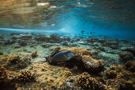 Sohal surgeonfish on vibrant coral reef