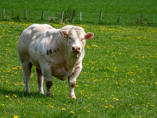 Bull Blonde d'Aquitaine in a meadow with dandelions
