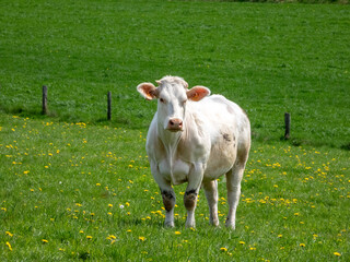 Cow Blonde d'Aquitaine in a meadow