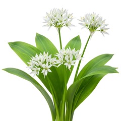 Fototapeta premium wild garlic flowers isolated on white background