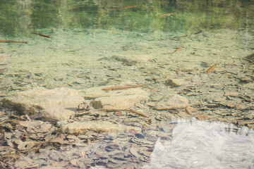 Tourist discovery of the green lake of Passy and Chamonix, Mont Blanc, in Haute-Savoie, France