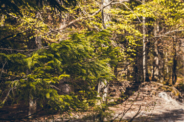 Tourist discovery of the green lake of Passy and Chamonix, Mont Blanc, in Haute-Savoie, France