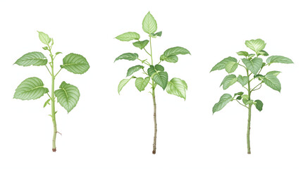 A sequence of three plants in different stages of growth, isolated on a white background. Perfect for nature, botany, and environmental concepts.	
