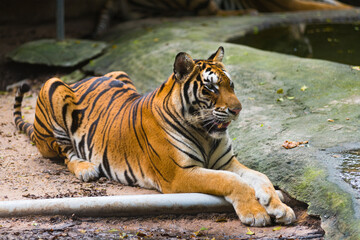 tiger