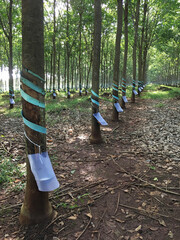 rubber tree plantation