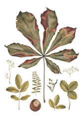 Hand drawn illustration of dried fall leaves. Perfect for posters, home textile, wall decor, apparel, packaging design, stationery and other printed goods