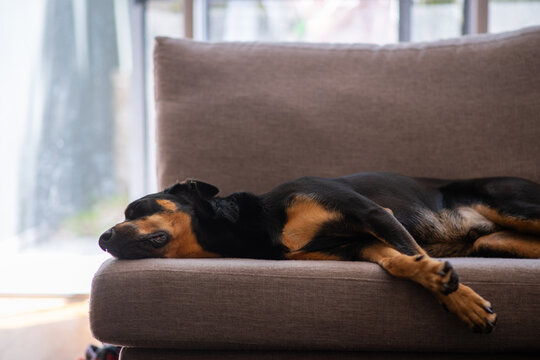 sleeping dog