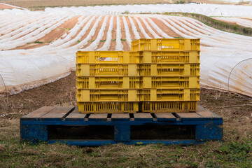Yellow crates in front of rows of polytunnels 