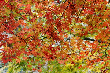 紅葉したモミジ