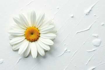 Obraz premium Fresh daisy on white surface with slight wrinkles, earthy, daisy, fresh