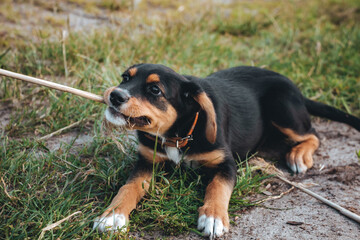 Game with pet chewing a stick outdoor. Playful puppy in collar. Dog training. Young animal scratches its growing teeth with biting a branch. Hunting breed with black and brown fur. High quality photo.