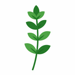 Fototapeta premium green plant isolated on white background