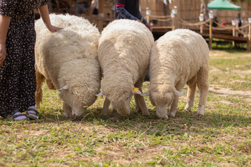 sheep and lamb in field