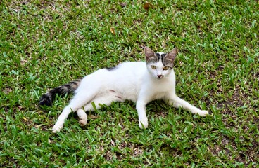 Cute one stray white and black colored female stray cat relaxing on green grass background.