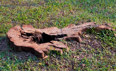 Sliced cut tree trunk stump isolated on horizontal ratio green grasses ground background.