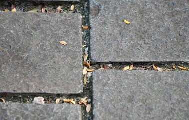 Close up gap between rough stone flooring isolated on horizontal ratio background.