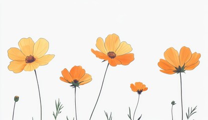 Orange Yellow Cosmos Flowers Watercolor Painting White Background