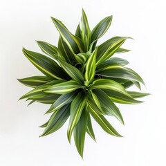 Fototapeta premium Overhead View of Variegated Dracaena Houseplant in Pot