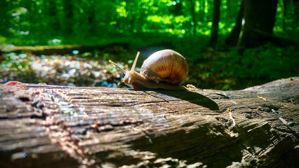 Snail on a log in the forest. Grape snail.