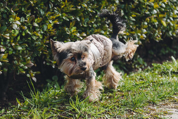yorkshire terrier dog lifted leg, dog pissing, walking in park in summer, dogwalking concept