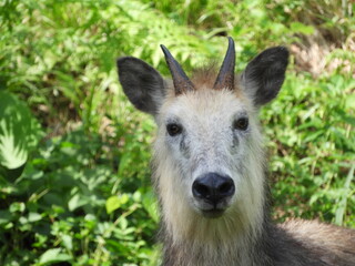 Fototapeta premium ニホンカモシカ