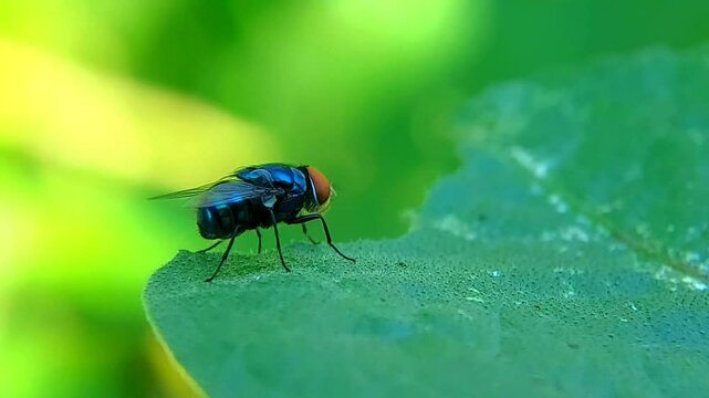 Chrysomya megacephala, more commonly known as the oriental latrine fly or oriental blue fly, is a member of the family Calliphoridae. Macro footage of wild insects.