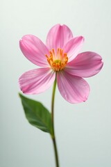 Obraz premium Detail of a single flower on a white background, floral, flower, petals