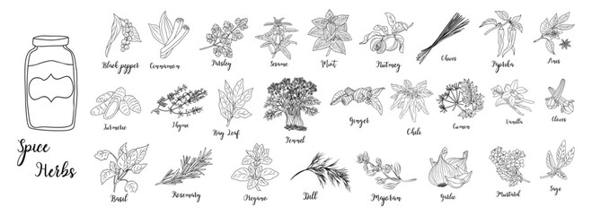 Set of Herbs and spices hand drawn vector illustrations. Food sketch. Cooking plants. Labeling and packaging design. Spice and herbs black and white monochrome drawing
