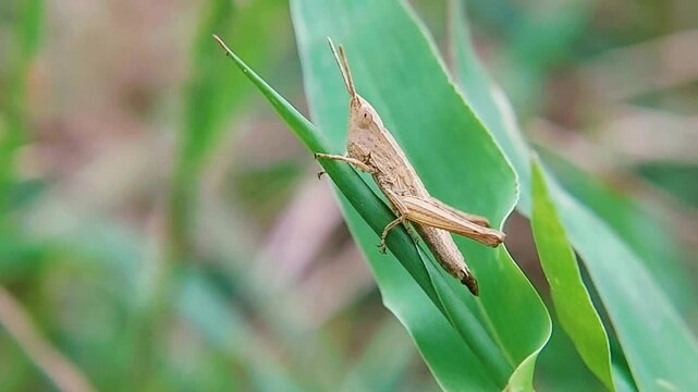 Macro video of a brown grasshopper on a grass leaf while defecating.