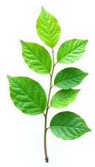 Leafy branch with green foliage isolated on white background, isolation, green, foliage