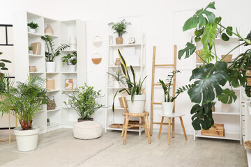 Interior of light living room with shelving units and different houseplants