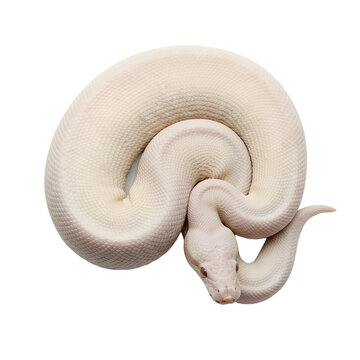 
white albino python isolated on transparent background