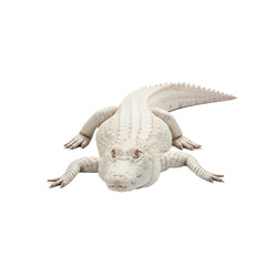 Fototapeta premium white albino crocodile isolated on transparent background