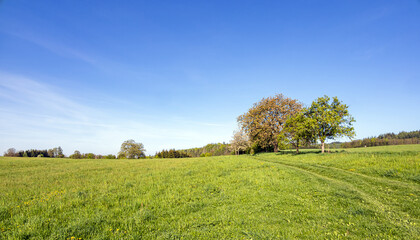 Peaceful Spring Green Field with Clear Blue Sky Landscape